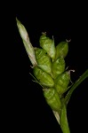 Prune-fruit sedge