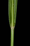 Prune-fruit sedge