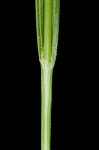 Prune-fruit sedge