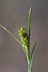 Crawe's sedge