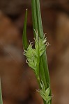 Coastal plain sedge