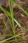 Coastal plain sedge