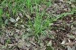 Coastal plain sedge