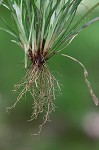 Coastal plain sedge