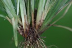 Coastal plain sedge