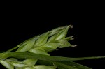 Coastal plain sedge