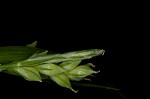 Coastal plain sedge