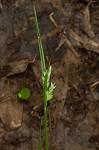 Coastal plain sedge