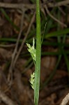 Coastal plain sedge