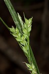 Coastal plain sedge