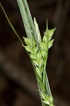 Coastal plain sedge