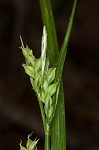 Coastal plain sedge