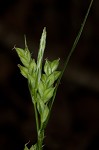 Coastal plain sedge