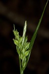 Coastal plain sedge