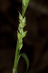 Coastal plain sedge