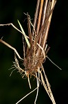 Star sedge