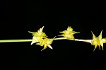 Star sedge