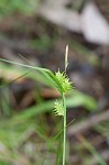 Elliott's sedge