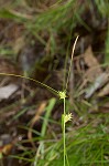 Elliott's sedge