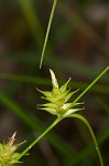 Elliott's sedge