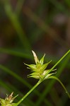 Elliott's sedge