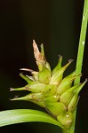 Elliott's sedge