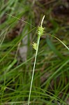 Elliott's sedge