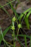 Elliott's sedge