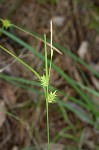 Elliott's sedge