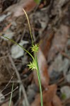 Elliott's sedge