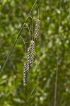 Southern waxy sedge