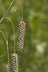 Southern waxy sedge