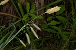 Southern waxy sedge