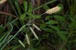 Southern waxy sedge