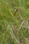 Southern waxy sedge