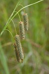 Southern waxy sedge