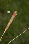 Southern waxy sedge