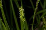 Smoothsheath sedge