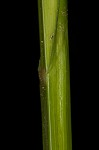 Smoothsheath sedge