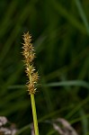 Smoothsheath sedge