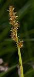 Smoothsheath sedge