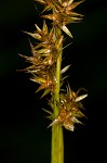 Smoothsheath sedge