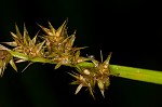 Smoothsheath sedge