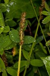 Smoothsheath sedge