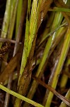 Smoothsheath sedge