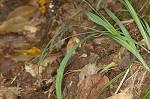 Spreading sedge