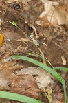 Spreading sedge