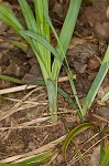 Spreading sedge