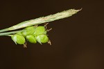 Spreading sedge