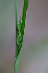 Broad looseflower sedge